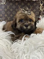 Teddy, a male Shihpoo for sale in Cooper City, FL – Photo 4 of 9