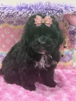 Ebony , a female Yorkipoo for sale in Cooper City, FL – 3 of 4