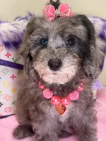 Lola, a female Cavapoo for sale in Cooper City, FL – 6 of 9