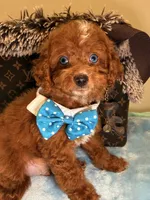 Mark, a male Cavapoo for sale in Cooper City, FL – 7 of 8