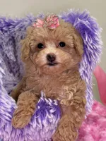 Mia, a female Miniature Goldendoodle for sale in Cooper City, FL – Photo 4 of 7