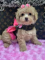 Mia, a female Miniature Goldendoodle for sale in Cooper City, FL – Photo 2 of 7
