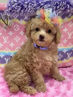 Mia, a female Miniature Goldendoodle for sale in Cooper City, FL – Photo 3 of 7