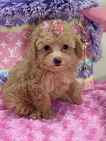 Mia, a female Miniature Goldendoodle for sale in Cooper City, FL – Photo 5 of 7