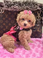 Mia, a female Miniature Goldendoodle for sale in Cooper City, FL – Photo 6 of 7