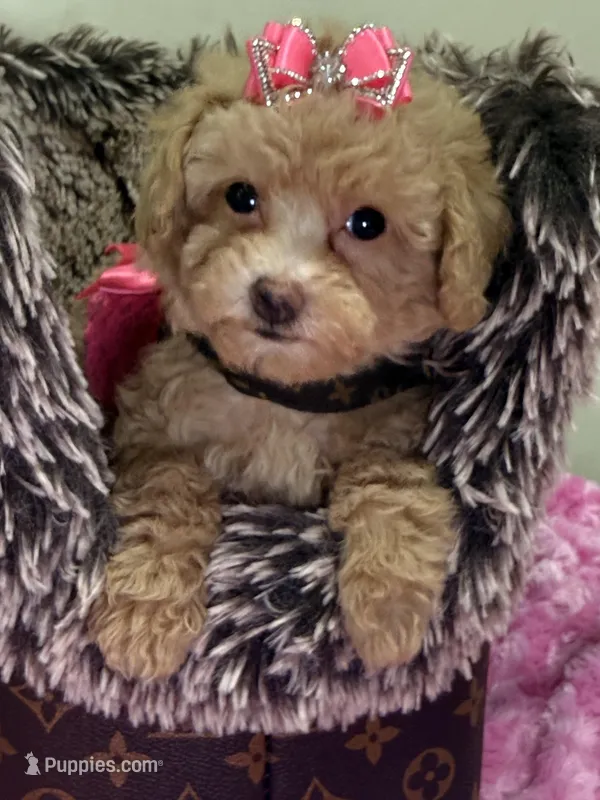 Mia – Miniature Goldendoodle puppy for sale in Cooper City, FL