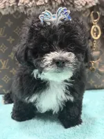 Lucas, a male Yorkipoo for sale in Cooper City, FL – 7 of 8
