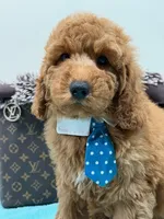 Clifford , a male Miniature Goldendoodle for sale in Cooper City, FL – 4 of 4
