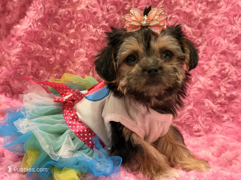 lulu – Morkie puppy for sale in Cooper City, FL