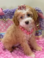 Mimi, a female Cavapoo for sale in Cooper City, FL – 3 of 8