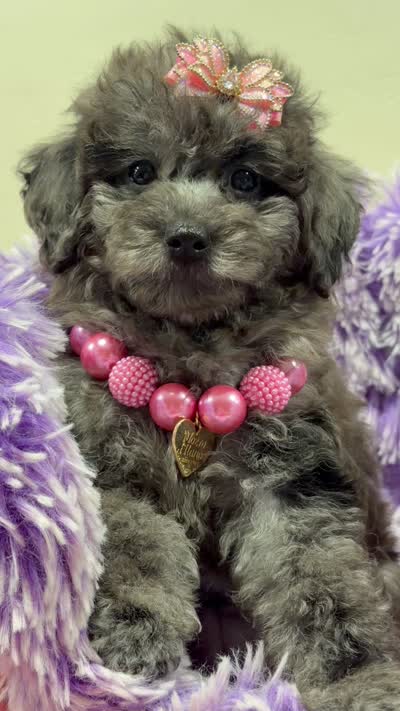 sky, a female Miniature Goldendoodle for sale in Cooper City, FL – 3 of 3