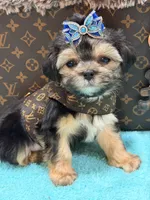 Albert , a male Morkie for sale in Cooper City, FL – 1 of 6