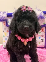 Alana , a female Miniature Goldendoodle for sale in Cooper City, FL – 3 of 4