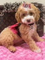 Mimi, a female Cavapoo for sale in Cooper City, FL – 7 of 8