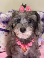Lola, a female Cavapoo for sale in Cooper City, FL – 1 of 9