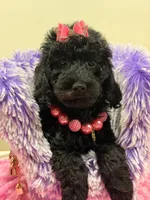 Alana , a female Miniature Goldendoodle for sale in Cooper City, FL – 4 of 4