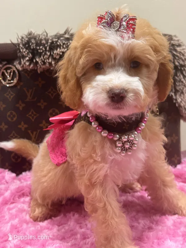 Mimi – Cavapoo puppy for sale in Cooper City, FL