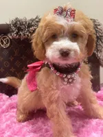 Mimi, a female Cavapoo for sale in Cooper City, FL – 1 of 8