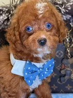 Mark, a male Cavapoo for sale in Cooper City, FL – 6 of 8