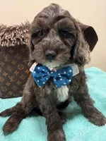 Tim, a male Cavapoo for sale in Cooper City, FL – 5 of 8