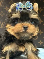 cody, a male Yorkshire Terrier for sale in Cooper City, FL – 2 of 7