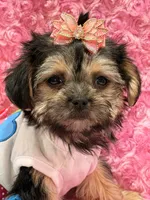 lulu, a female Morkie for sale in Cooper City, FL – 2 of 5