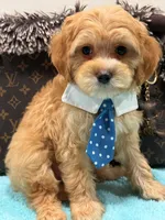  Charlie , a male Cavapoo for sale in Cooper City, FL – 5 of 6