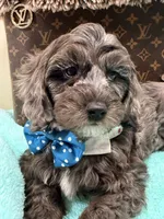 Tim, a male Cavapoo for sale in Cooper City, FL – 2 of 8