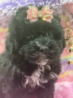 Ebony , a female Yorkipoo for sale in Cooper City, FL – 4 of 4