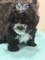 Lucas, a male Yorkipoo for sale in Cooper City, FL – 3 of 8