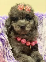 sky, a female Miniature Goldendoodle for sale in Cooper City, FL – 2 of 3