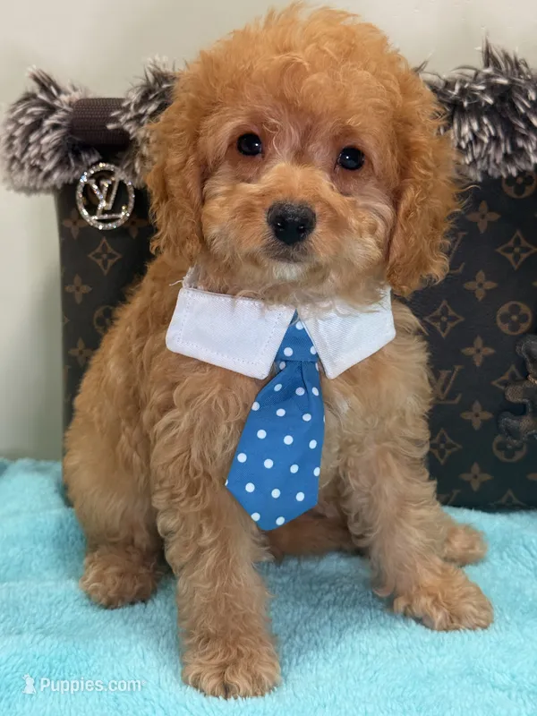 Sam – Cavapoo puppy for sale in Cooper City, FL