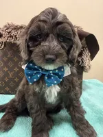 Tim, a male Cavapoo for sale in Cooper City, FL – 3 of 8