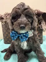 Tim, a male Cavapoo for sale in Cooper City, FL – 4 of 8