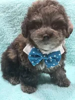 Blue, a male Yorkipoo for sale in Cooper City, FL – 3 of 5