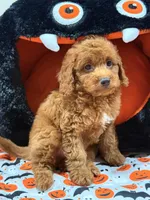Clifford, a female Miniature Goldendoodle for sale in Cooper City, FL – Photo 8 of 9