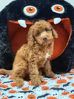 Clifford, a female Miniature Goldendoodle for sale in Cooper City, FL – Photo 1 of 9