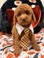 Clifford, a female Miniature Goldendoodle for sale in Cooper City, FL – Photo 7 of 9