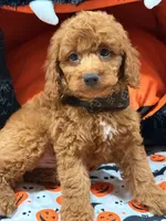 Clifford, a female Miniature Goldendoodle for sale in Cooper City, FL – Photo 6 of 9