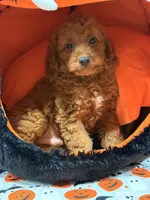 Clifford, a female Miniature Goldendoodle for sale in Cooper City, FL – Photo 3 of 9