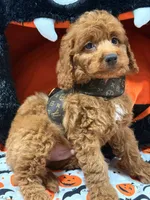 Clifford, a female Miniature Goldendoodle for sale in Cooper City, FL – Photo 9 of 9