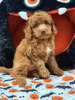 Clifford, a female Miniature Goldendoodle for sale in Cooper City, FL – Photo 2 of 9