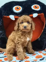 Clifford, a female Miniature Goldendoodle for sale in Cooper City, FL – Photo 5 of 9