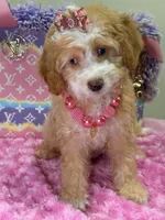 Mimi, a female Cavapoo for sale in Cooper City, FL – 8 of 8