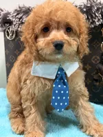 Sam, a male Cavapoo for sale in Cooper City, FL – 3 of 4