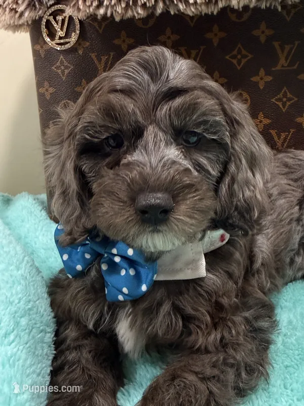 Tim – Cavapoo puppy for sale in Cooper City, FL