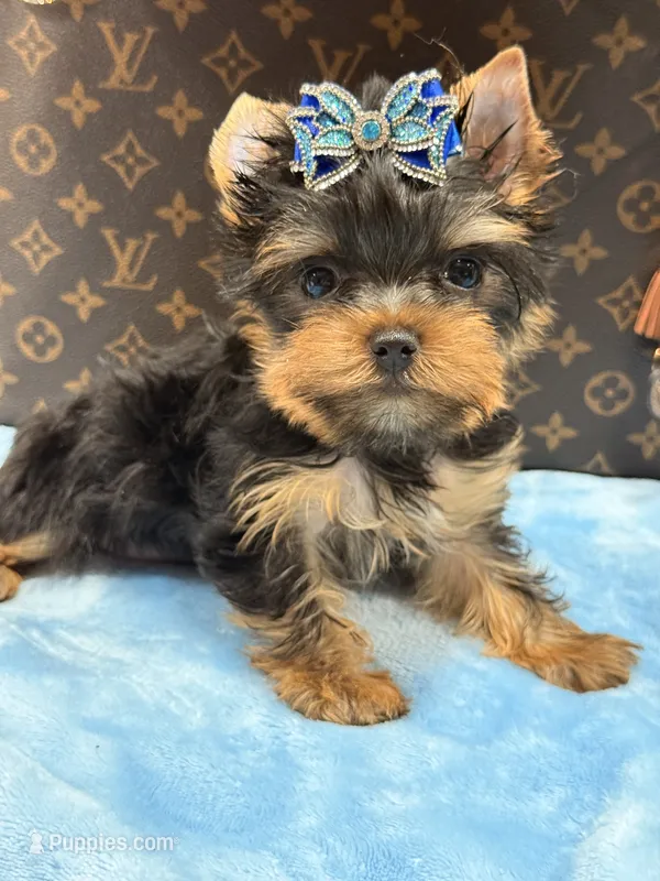 louis  – Yorkshire Terrier puppy for sale in Cooper City, FL