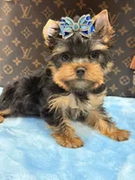 louis , a male Yorkshire Terrier for sale in Cooper City, FL – 1 of 5