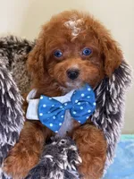 Mark, a male Cavapoo for sale in Cooper City, FL – 8 of 8