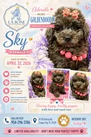 sky, a female Miniature Goldendoodle for sale in Cooper City, FL – 1 of 3